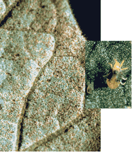 Tetranychus spp., Polyphagotarsonemus 